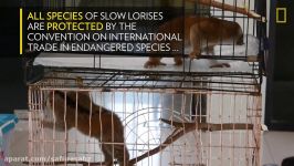 Slow Lorises Rescued From Illegal Pet Trade  National Geographic