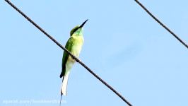 زنبورخوار سبز زنبورخوار کوچک Little Green Bee eater