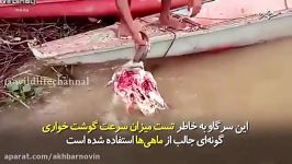 این ماهی ها علیرغم جثه کوچکشان بسیار خطرناک کشندس