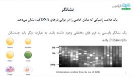 آموزش اصلاح نباتات  درس 17 گزینش به کمک نشانگر 