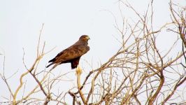 کورکور سیاه کورکور Black Kite