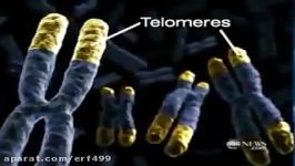 Telomeres  The New Anti Aging Miracle to Reverse Aging  Jeunesse Global