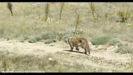 Leopard release Golestan National Park Iran