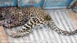 Conservation of Endangered Persian Leopard Iran .wmv
