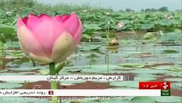 Iran Gilan province Anzali Lagoon lake مرداب انزلی لاگون استان گیلان ایران