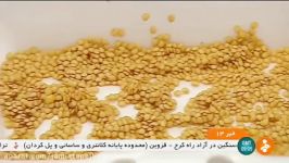 Iran Danje Seeds Parental Lines of Hybrid Vegetable Seeds Utilizing Reverse Breeding Method