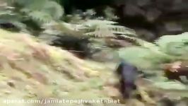 Wild boar attacks and kills hunter dogs  Dog vs Wild Boar Hog