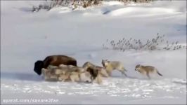 شکار بیرحمانه نفس گیر بوفالو توسط گله گرگ های آلاسکا