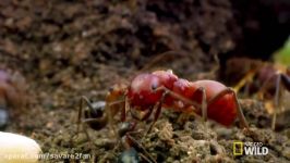 قتل موزیانه ملکه کلنی مورچه های کارگر توسط مورچه مهاجم