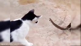 درگیری عجیب جسورانه گربه شجاع مار سمی مهلک