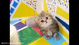 خنده دار حیوانات فیلم ها برای بچه ها بچه گربه Cute خنده