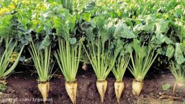 Difference Between Sugar Cane and Sugar Beet