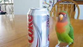 هل دادن قوطی توسط Lovebird