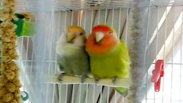 تاب بازی کردن Lovebird