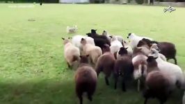 حمله گوسفندا به سگ گله، انگار ازش شاکین
