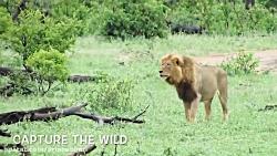 سرعت قدرت باور نکردنی شیر نر در شکار بوفالو lion vs vitesse de guépard