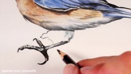 طراحی حرفه ای پرنده مداد رنگی  پارس آتیک