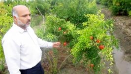 باغ انار شمال مازندران کارشناس مهندس عسکری