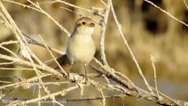 سنگ چشم دم سرخ Isabelline Shrike