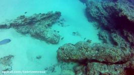 Amazing Diving in Lanzarote 2016