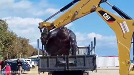 Tortuga gigante en españa cataluña Giant tortoise in Spain