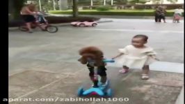سگ به کودک آموزش روروک سواری میدهد