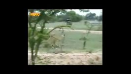 شکار یوز پلنگ توسط شیر