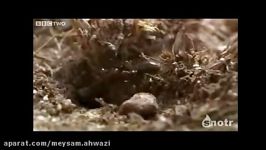حمله قبیله مورچه ها به قبیله دیگر دزدیدن ملکه تخم ها