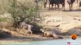 نجات گاو وحشی دهان کروکودیل توسط اسب آبی
