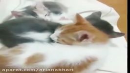 Funny cats video. كليپ گلچين خنده دار گربه ها