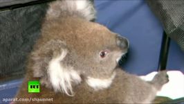 Cutest rescue op ever Koala saved from drilling rig