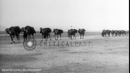 Camel caravan travels near ancient Persian ruins of Pasarguadae near Masjid i Su...HD Stock Footage