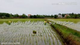 مراحل رشد برنج در روستای گیلده آستانه اشرفیه