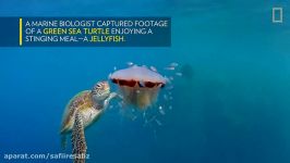 See a Sea Turtle Devour a Jellyfish Like Spaghetti  National Geographic