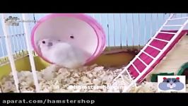 آموزش ساختن نردبان چوبی برای همستر