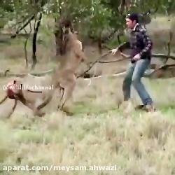 دعوا خنده دار مرد استرالیایی کانگورو برای نجات سگ خود