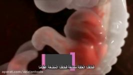 نطفه معجزه قرآن  Embryo  العلقة