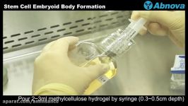 Stem Cell Embryoid Body Formation