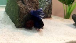 Betta fish flaring at nerite snail