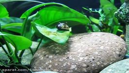 Nerite Snail at Work at 15x Speed