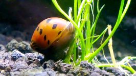 Tiger Nerite Snail