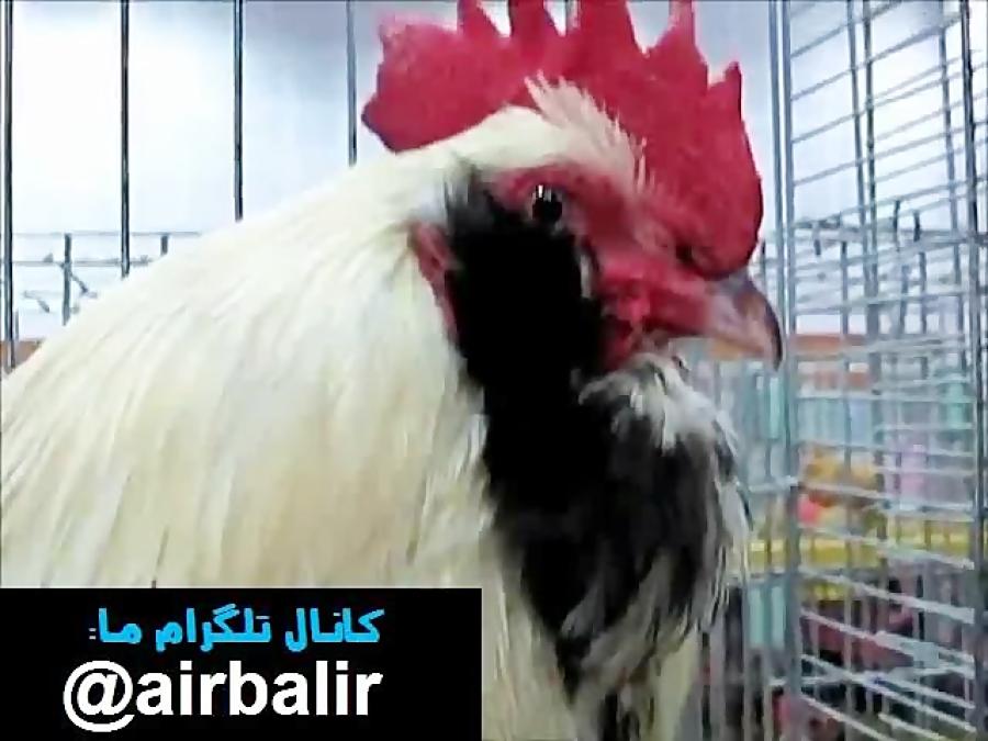 مرغ خروس زینتی فاورولس Faverolles chicken