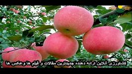 کاشت دانه سیب ، رشد تنومند شدن ارقام سیب در باغات
