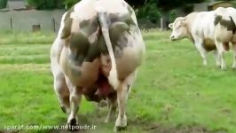 نژاد گوشتی Belgian Blue cattle