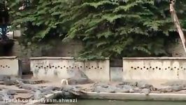 ویدیو جالب دیدنی شکار مرغ توسط تمساح های باغ وحش