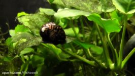 Nerite snails and assassin snails