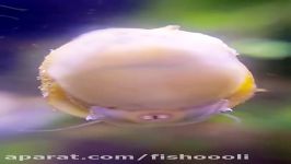 Nerite Snail eat Green spot alg