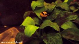 Bumble Bee Nerite Snail