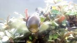 Nerite Snail Cleaning Glass