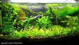 My Plakat Betta in 5 gallon planted tank with nerite snail